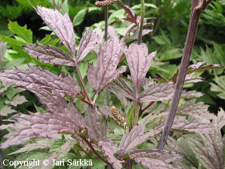 Cimicifuga simplex 'Atropurpurea' syyskimikki